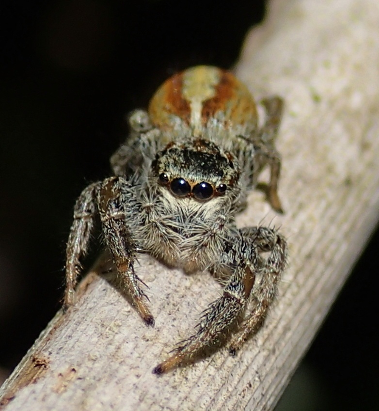 Salticidae:  Marpissa pomatia  - Lughignano (TV)